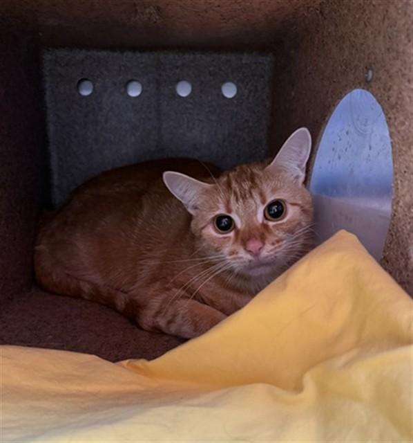 Enlarge RHINO, a Adoptable Domestic Short Hair in Louisville, KY image 1/1