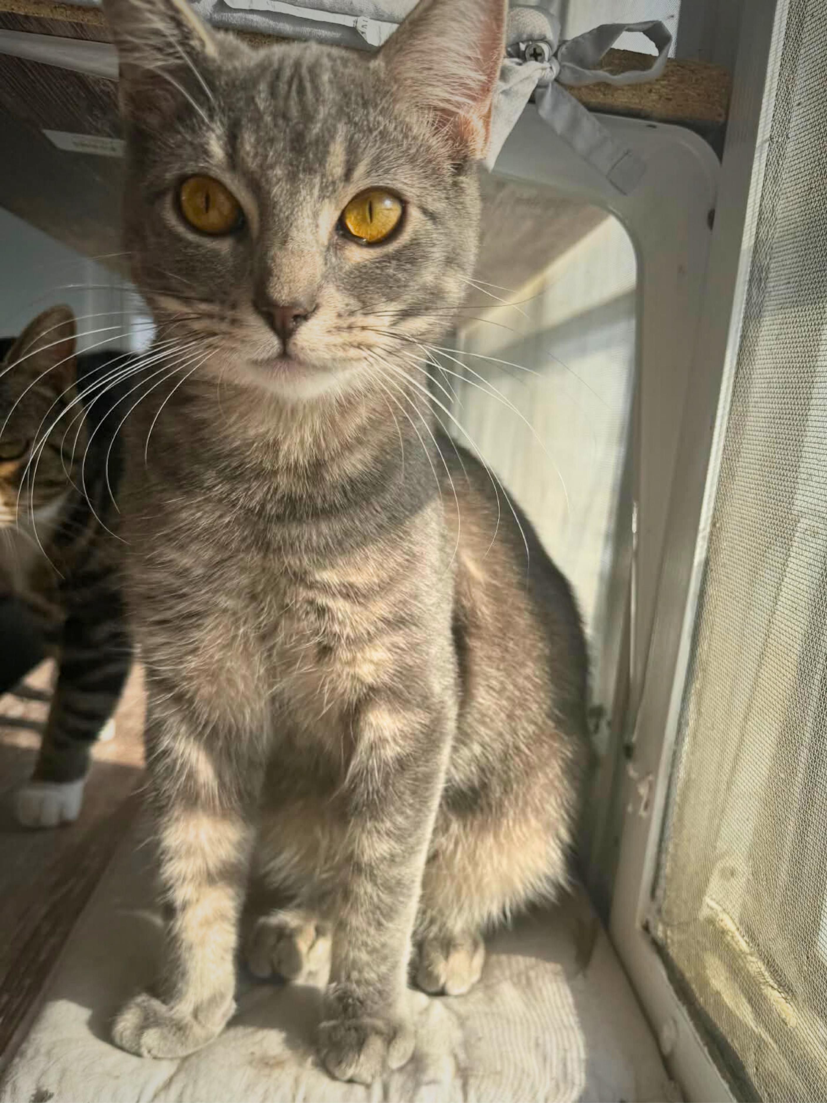 Benji | Young | Domestic Shorthair, ADOPTABLE, Young Male Domestic Short Hair.