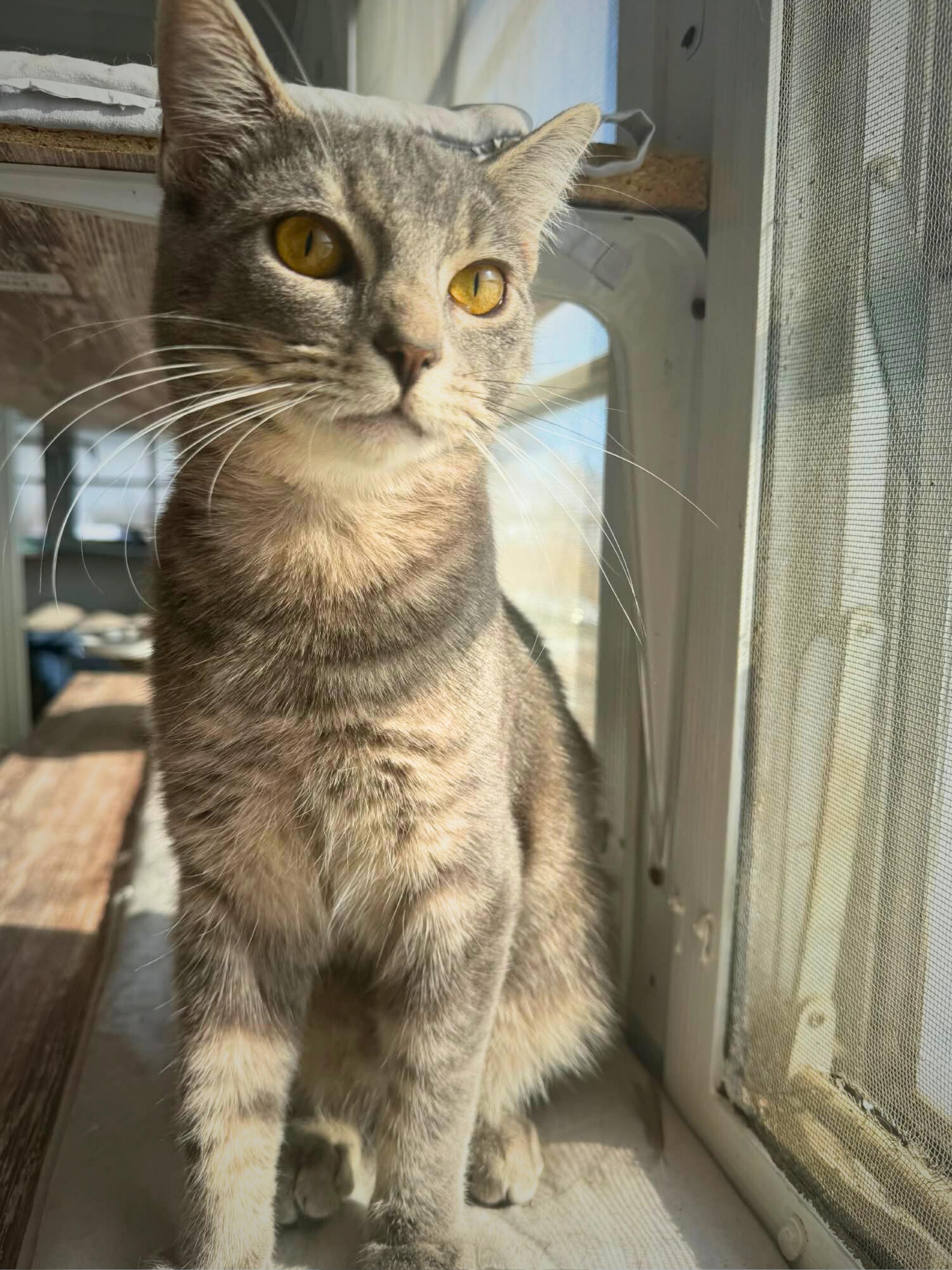 Enlarge Benji | Young | Domestic Shorthair, a ADOPTABLE Domestic Short Hair in Royalton, IL image 5/5