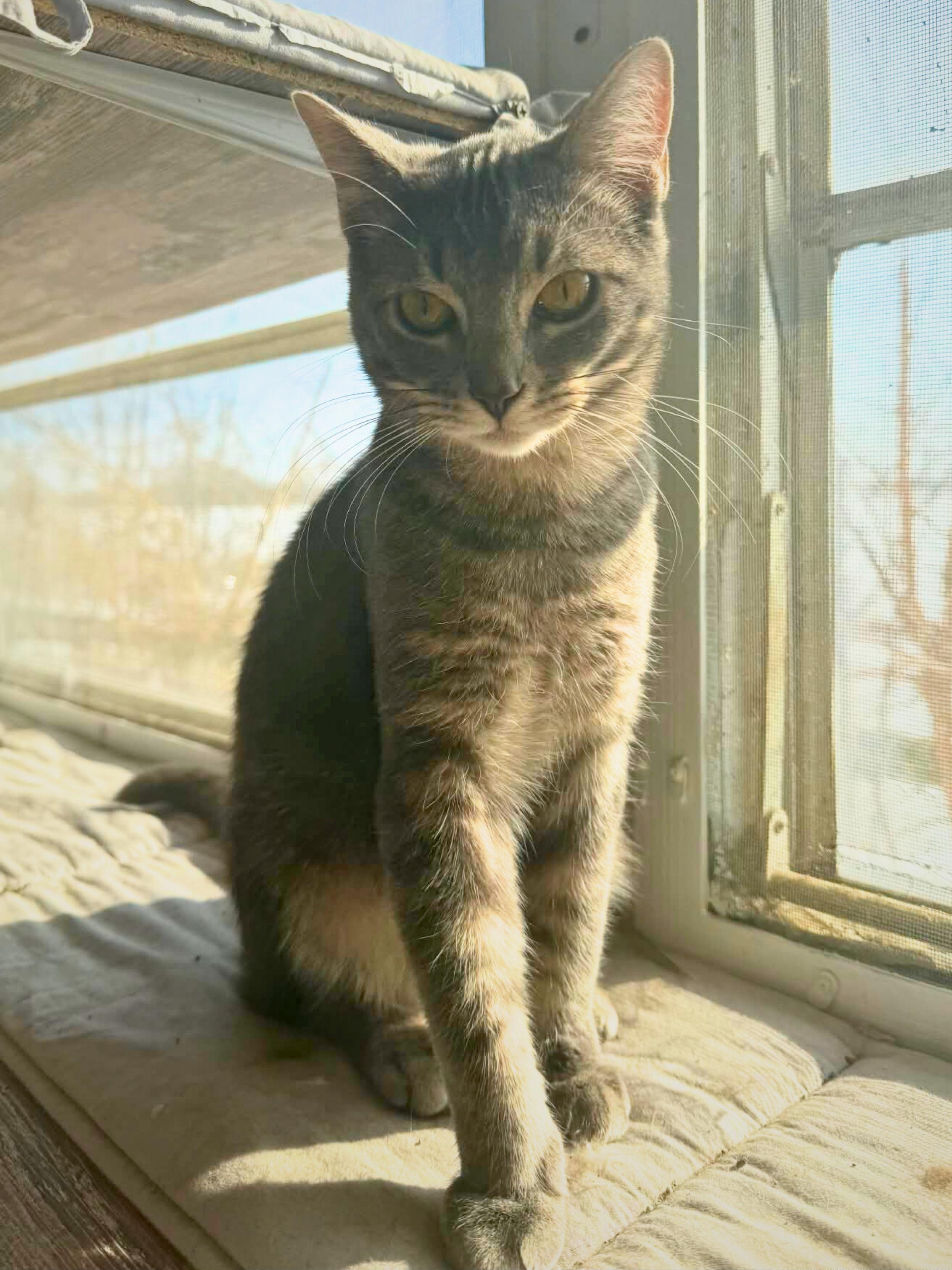 Enlarge Benji | Young | Domestic Shorthair, a ADOPTABLE Domestic Short Hair in Royalton, IL image 2/5