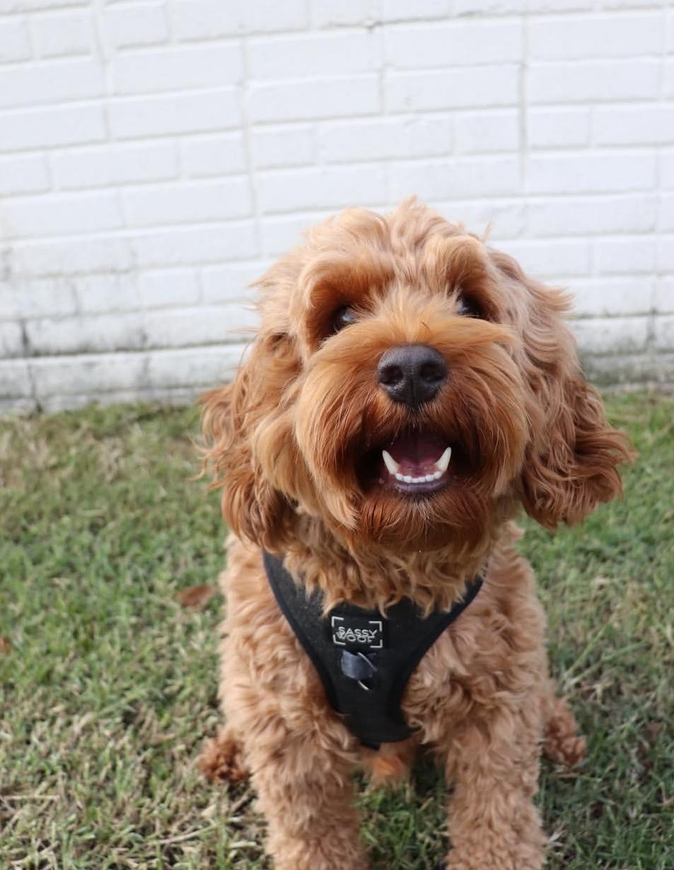 Boone, Adoptable, Puppy Male Cavapoo.