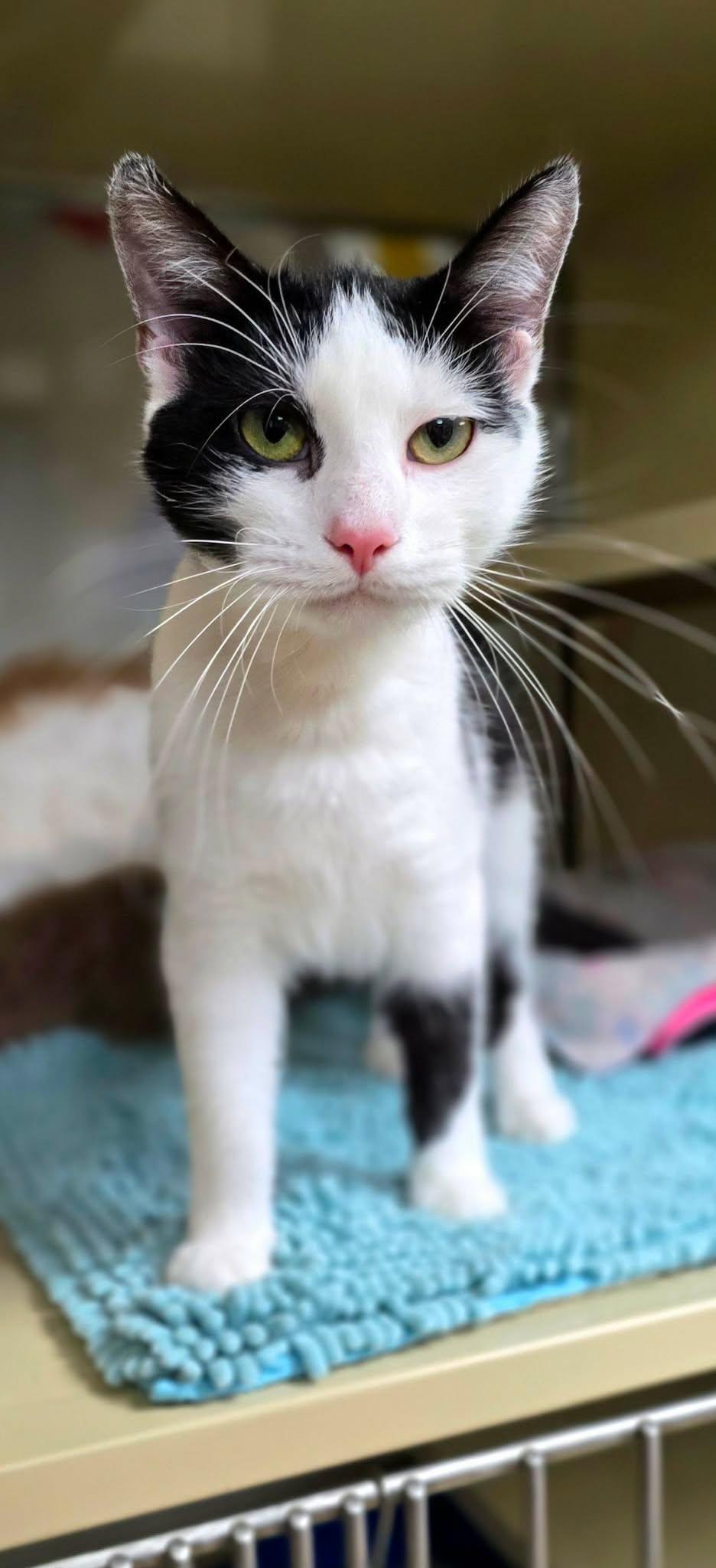Enlarge Dior, a ADOPTABLE Domestic Short Hair in New Castle, PA image 3/3