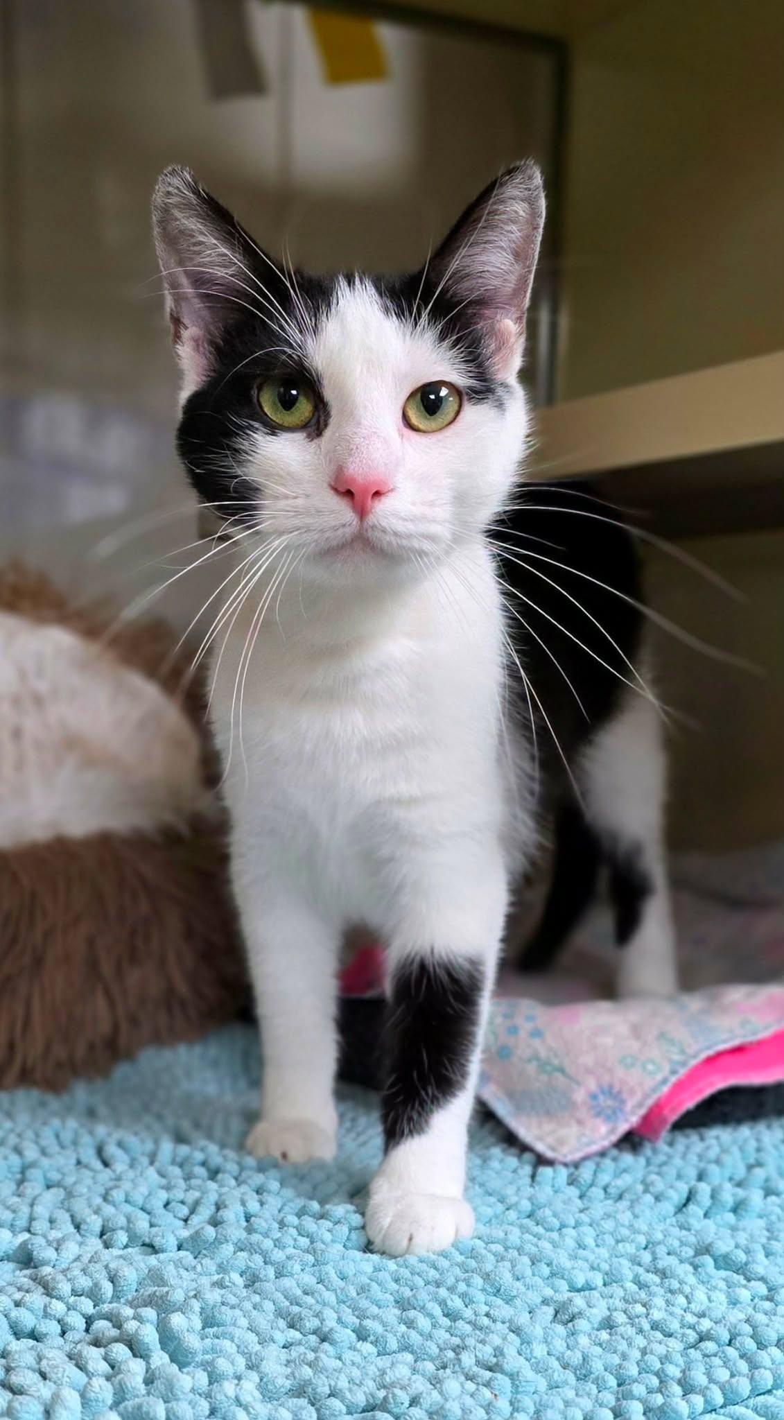 Enlarge Dior, a ADOPTABLE Domestic Short Hair in New Castle, PA image 2/3