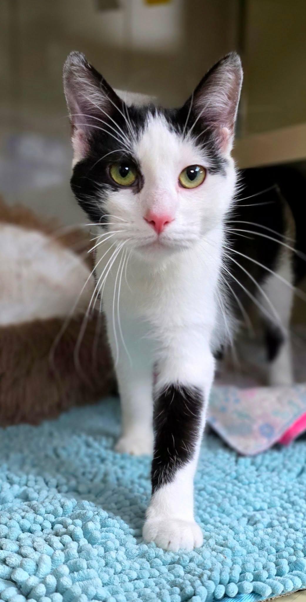 Dior, ADOPTABLE, Young Female Domestic Short Hair.