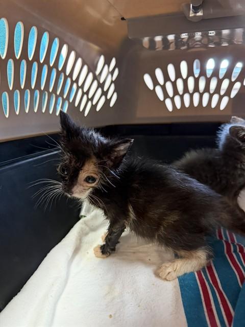 MERIDA, Adoptable, Kitten Female Domestic Short Hair.