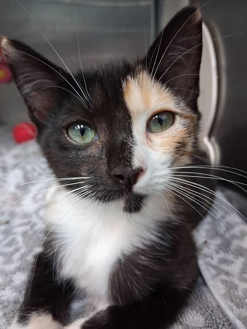 MERIDA, Adoptable, Kitten Female Domestic Short Hair.