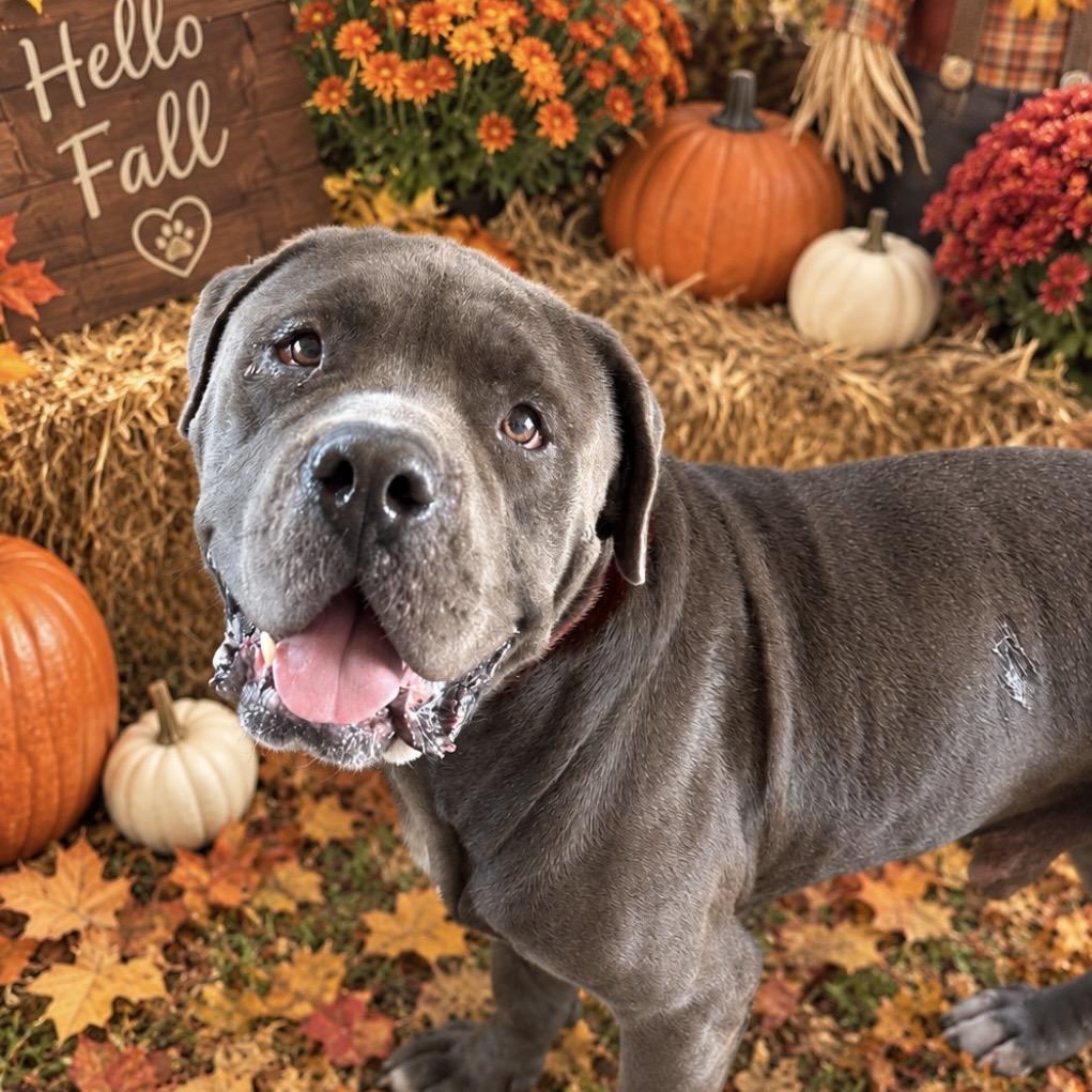 Labron, Adoptable, Adult Male Mastiff & Pit Bull Terrier.