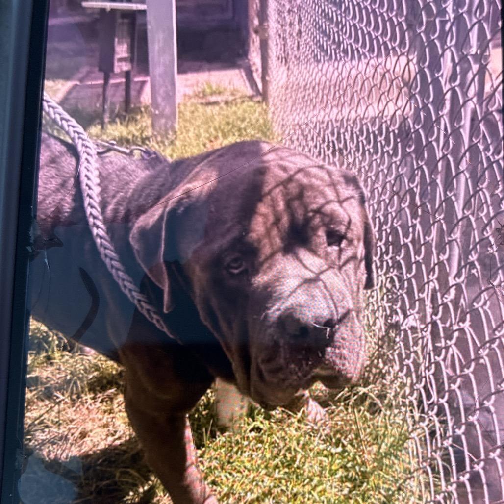 Enlarge Labron, a Adoptable mixed breed in Hinesville, GA image 3/3