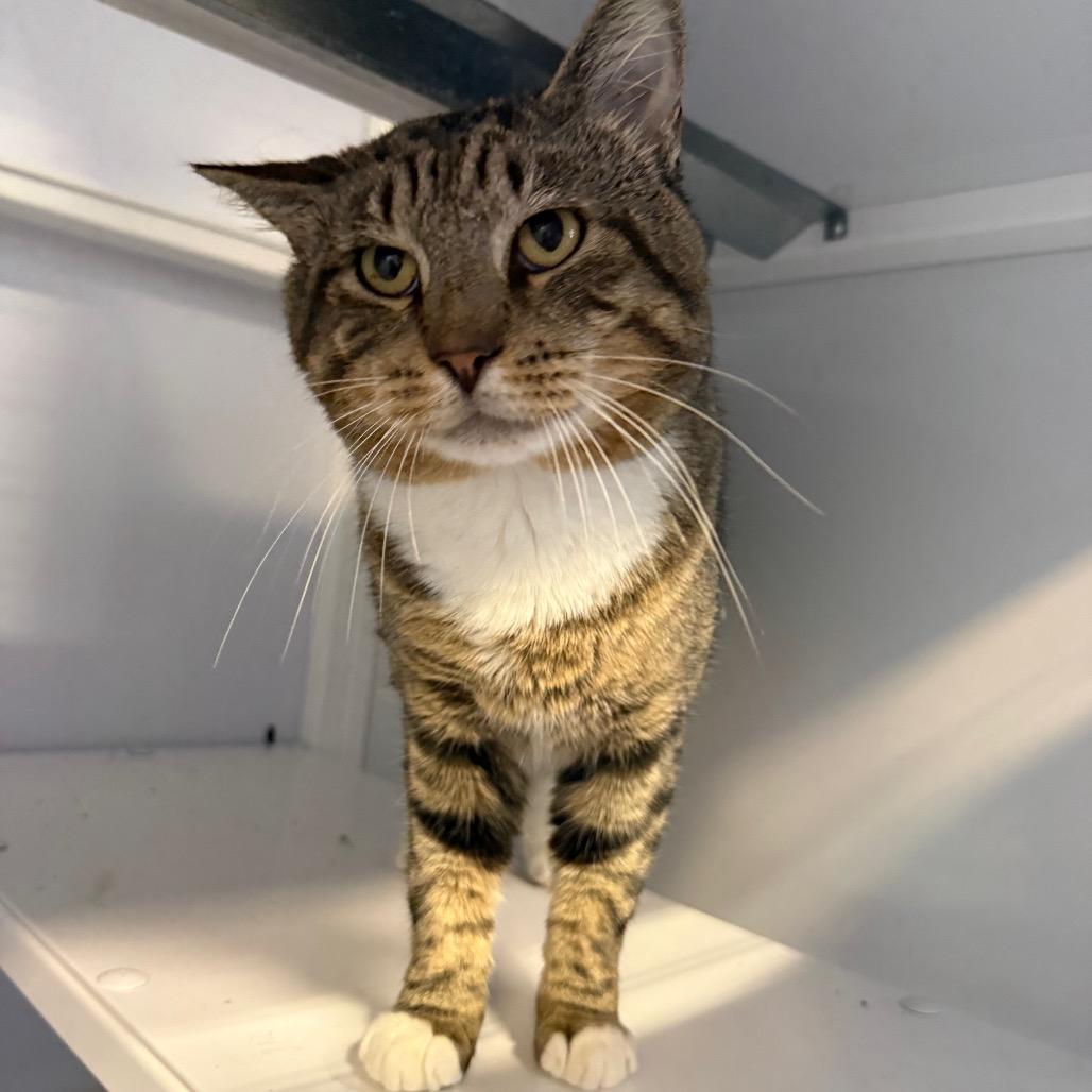 Tiger, Adoptable, Adult Male Domestic Short Hair.