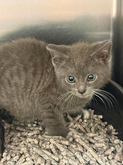 Mini Tonka, adopted, Kitten Male Domestic Short Hair.
