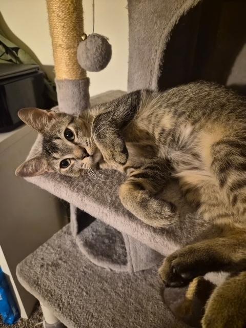 Enlarge Zucchini, a Adoptable Domestic Short Hair in Virginia Beach, VA image 2/5
