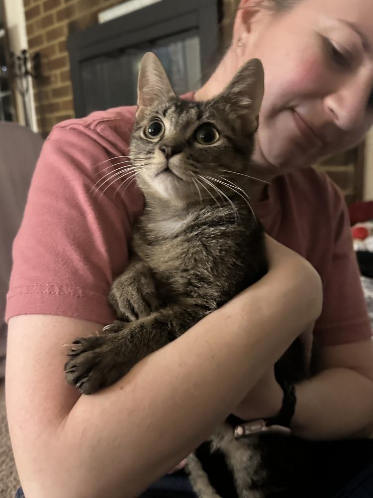 Enlarge Zucchini, a Adoptable Domestic Short Hair in Virginia Beach, VA image 4/5