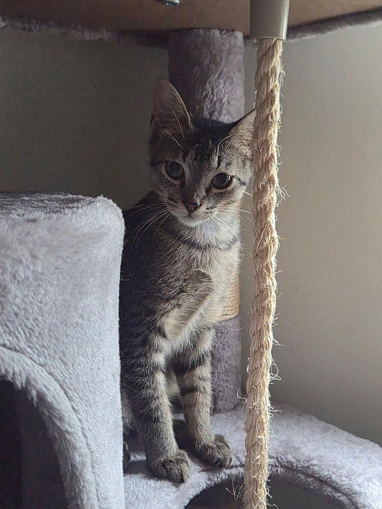 Enlarge Zucchini, a Adoptable Domestic Short Hair in Virginia Beach, VA image 5/5