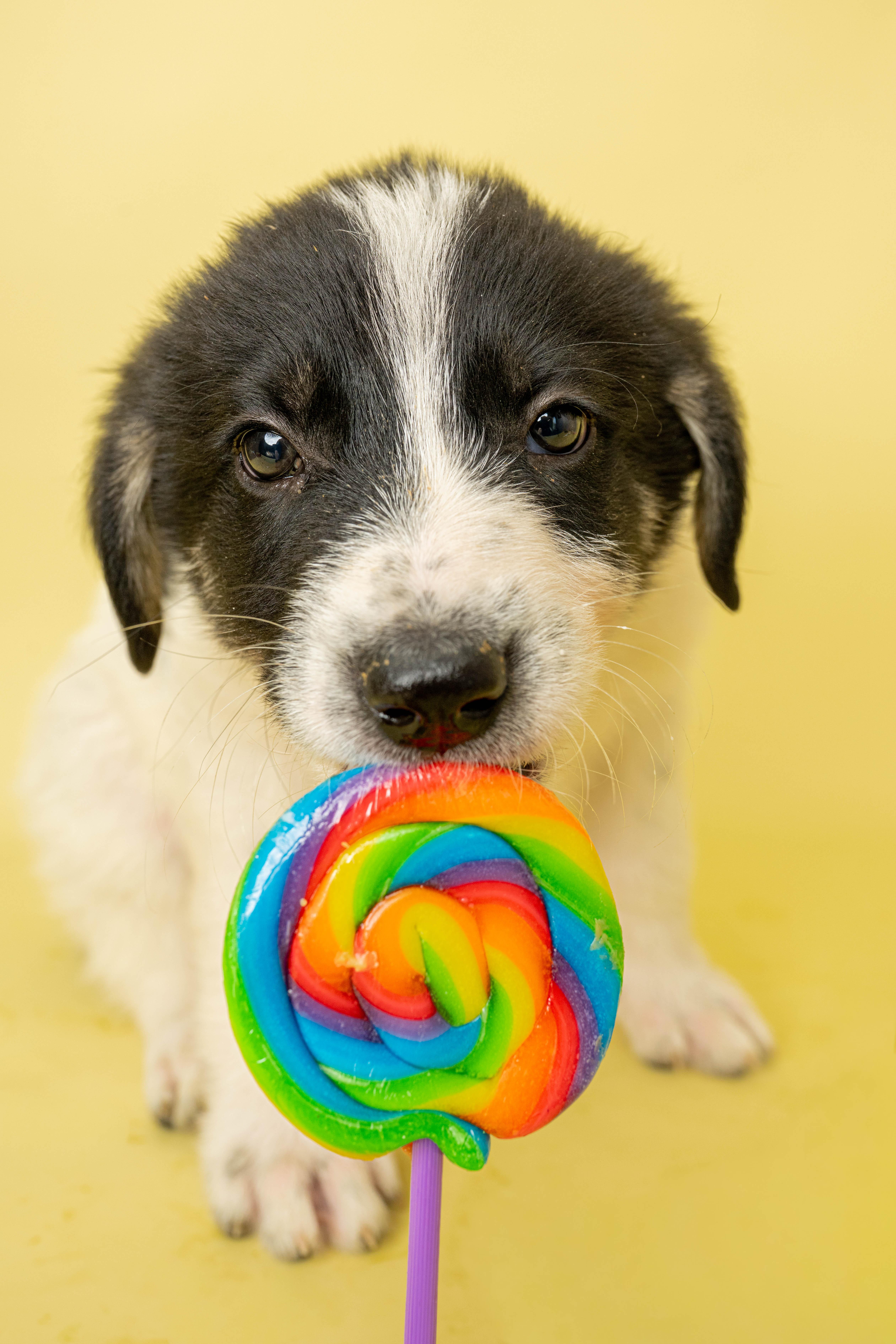 Sticky Paws, a ADOPTABLE Mixed Breed in Rock Springs, WY image 2/3