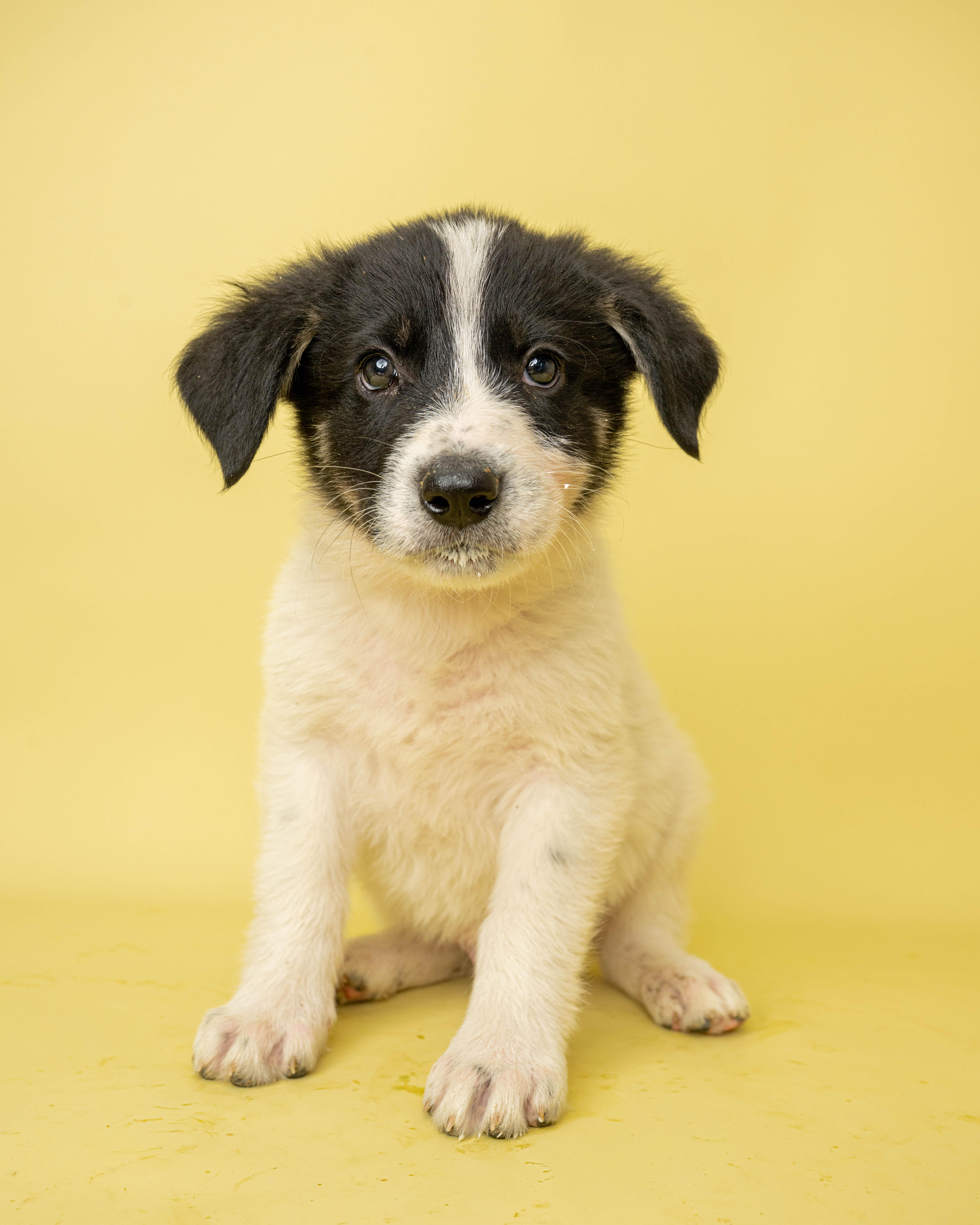 Sticky Paws, a ADOPTABLE Mixed Breed in Rock Springs, WY image 3/3