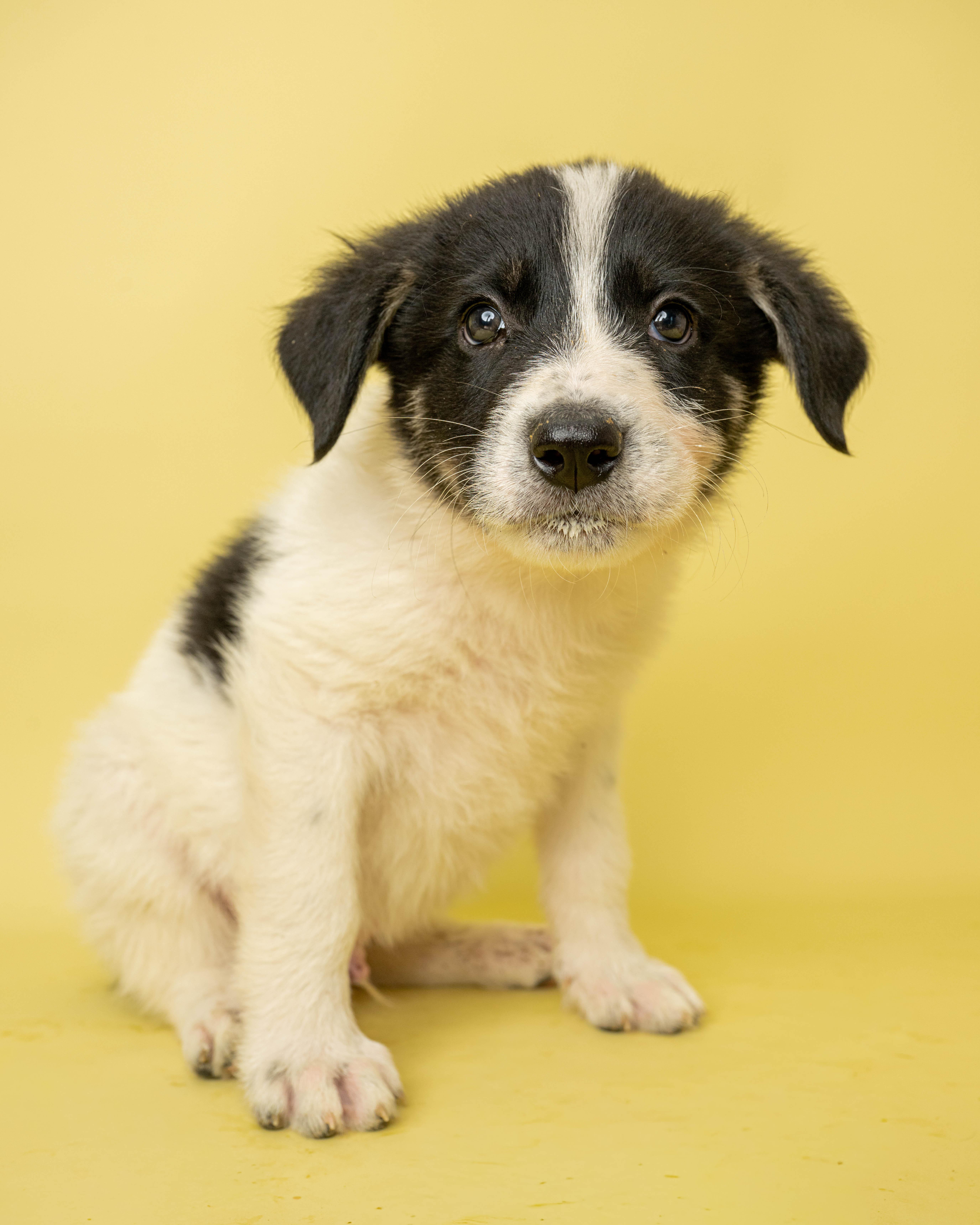 Sticky Paws, ADOPTABLE, Puppy Male Mixed Breed.