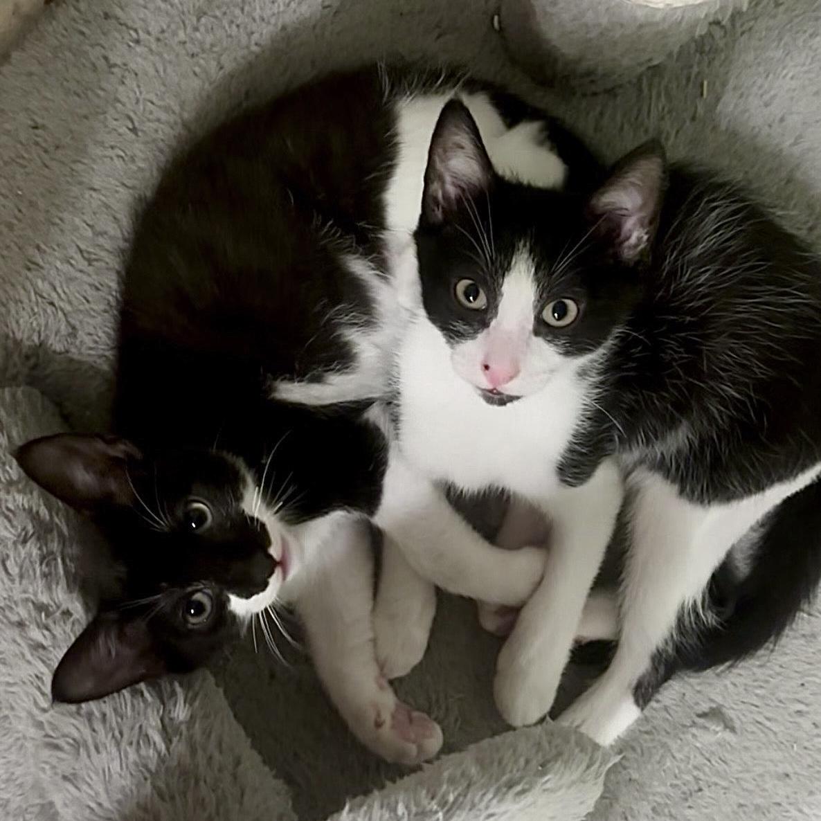 Enlarge Max, Mason and Marley, a Adoptable mixed breed in Bangor, ME image 2/5