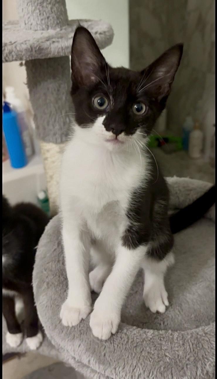 Enlarge Max, Mason and Marley, a Adoptable mixed breed in Bangor, ME image 3/5