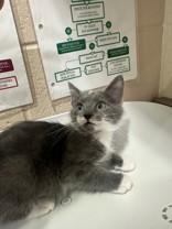 Little Boots, adopted, Young Male Domestic Medium Hair.
