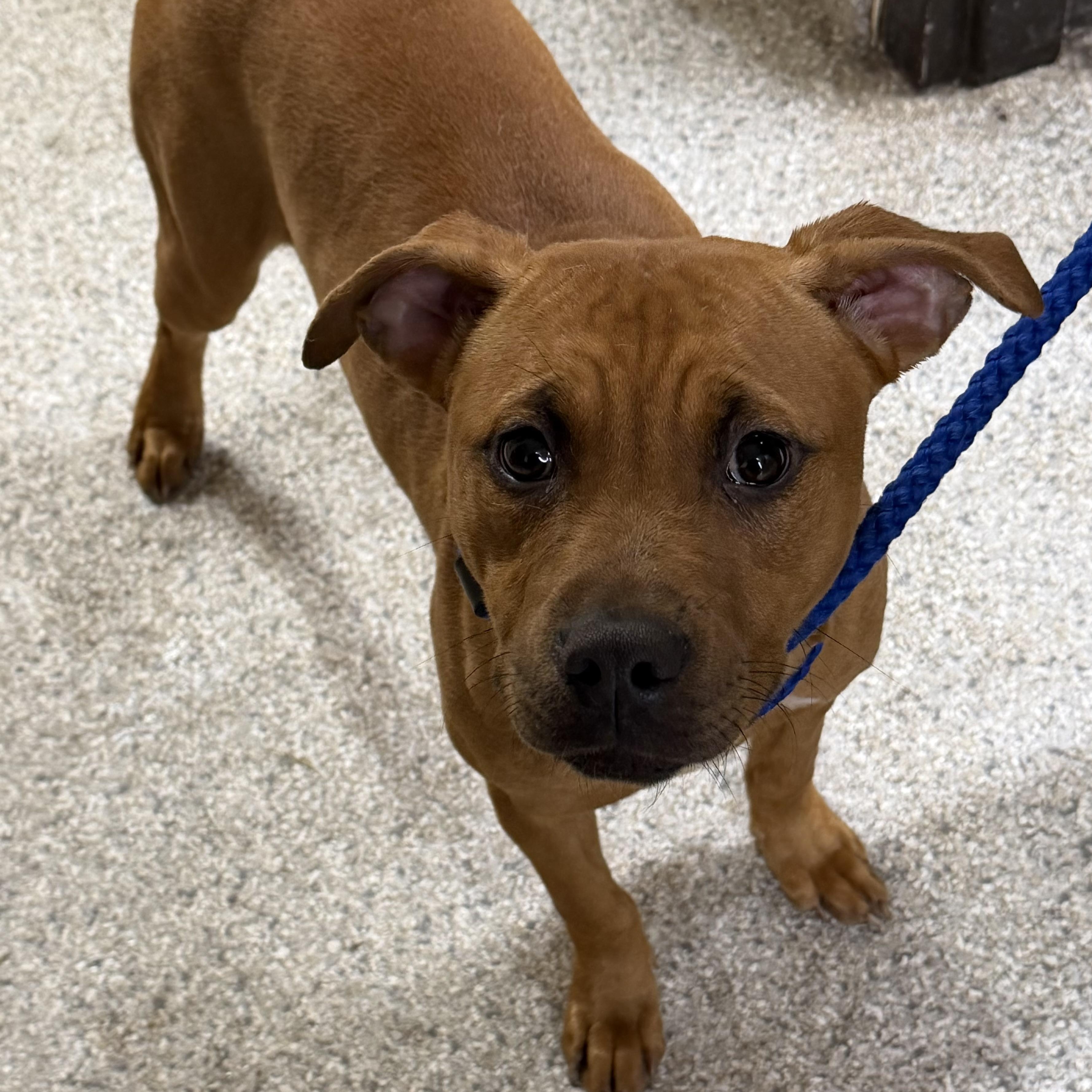 Tinsel  A Precious thumbnail 2