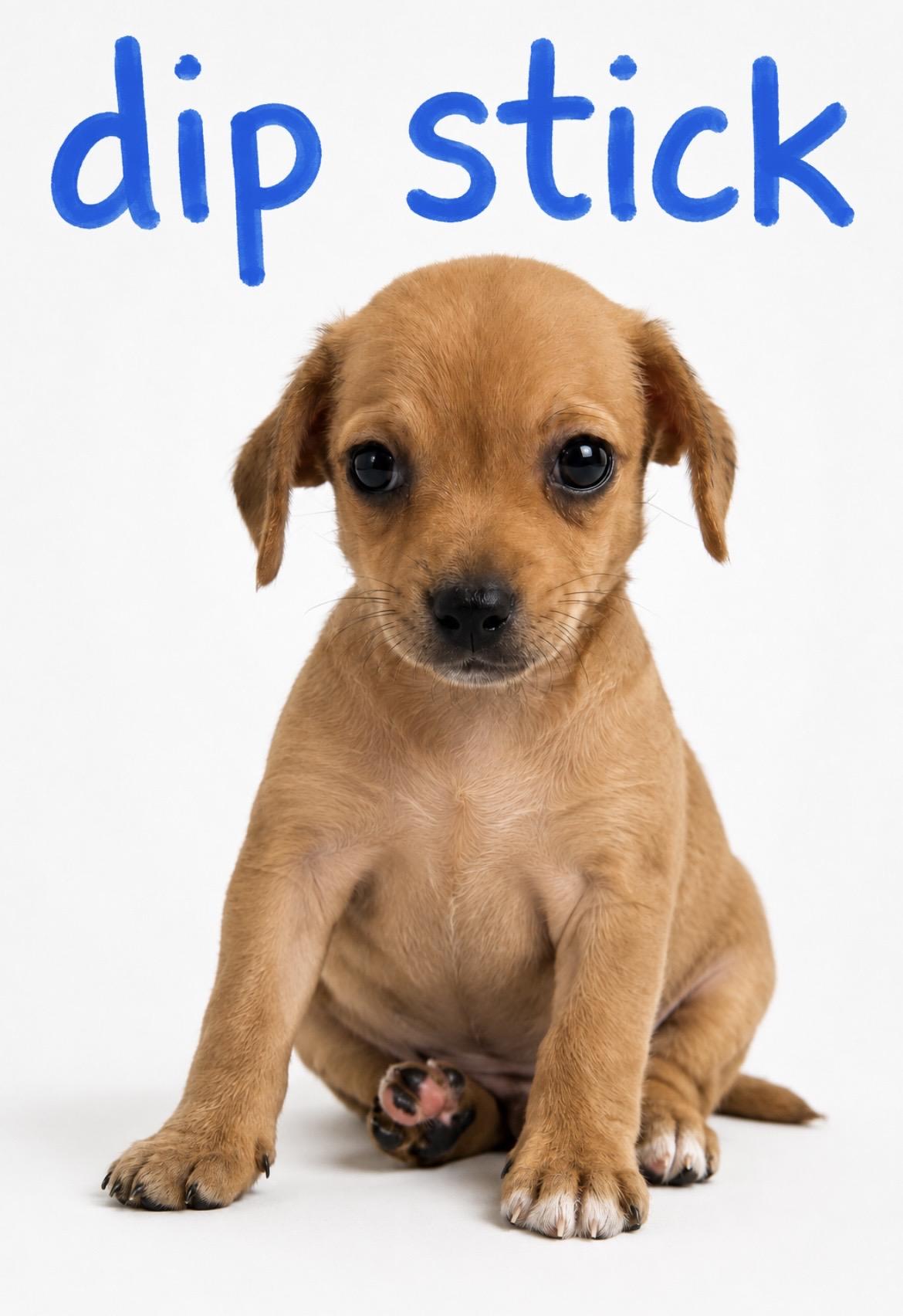 Dipstick, adopted, Puppy Male Chihuahua & Beagle.