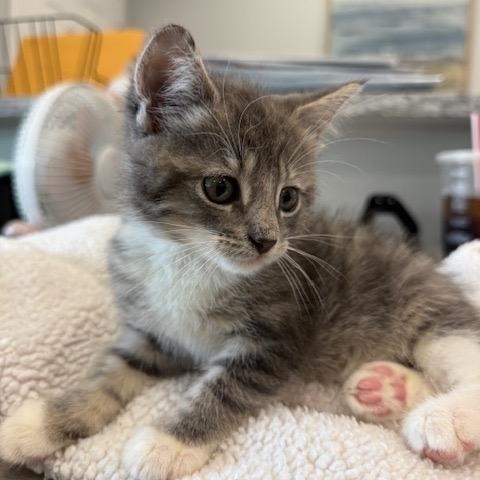 Humphrey (The Usual Suspects Litter), Baby Male Domestic Short Hair