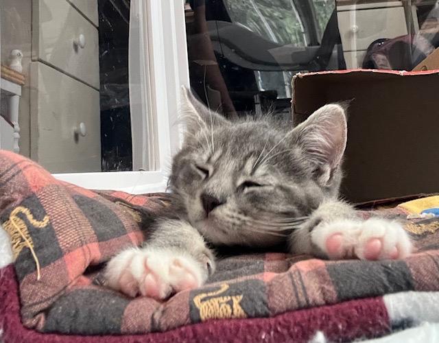 Humphrey (The Usual Suspects Litter) photo 5