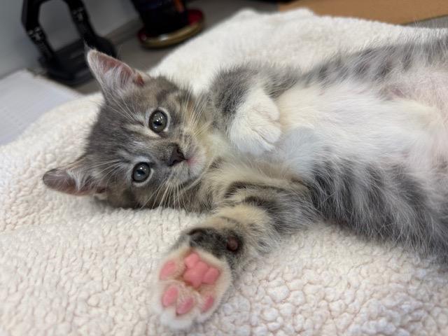 Humphrey (The Usual Suspects Litter) photo 2