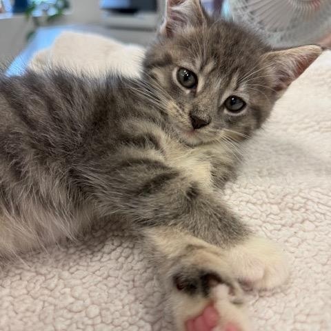 Humphrey (The Usual Suspects Litter) photo 3