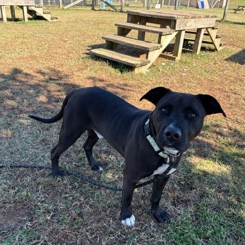 Shoes, Adoptable, Adult Male Mixed Breed.