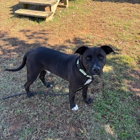 Enlarge Shoes, a Adoptable Mixed Breed in Goodlettsville, TN image 5/5