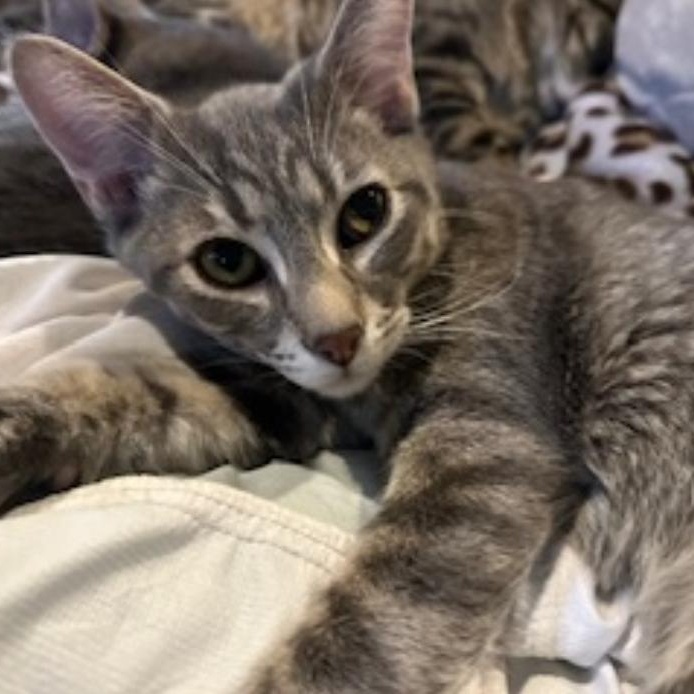 Buddy, Adoptable, Kitten Male Domestic Short Hair.