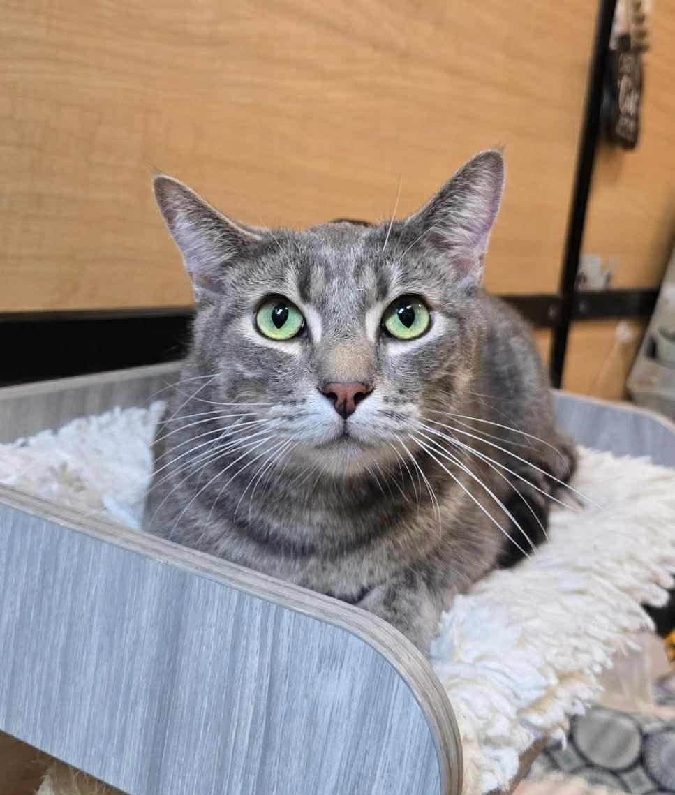 Buddy, Adoptable, Adult Male Tabby & Domestic Short Hair.