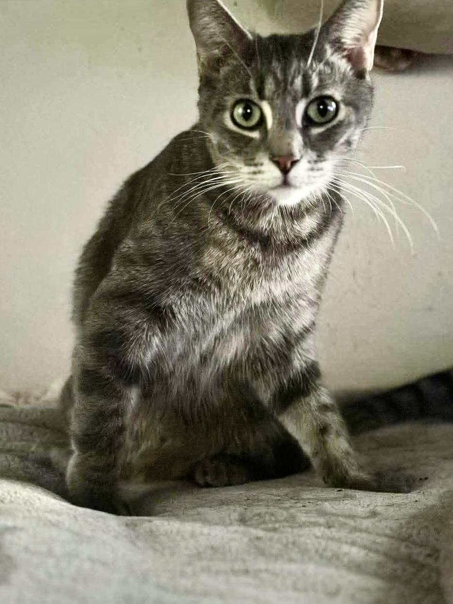 Enlarge Buddy, a Adoptable mixed breed in Midwest City, OK image 3/4