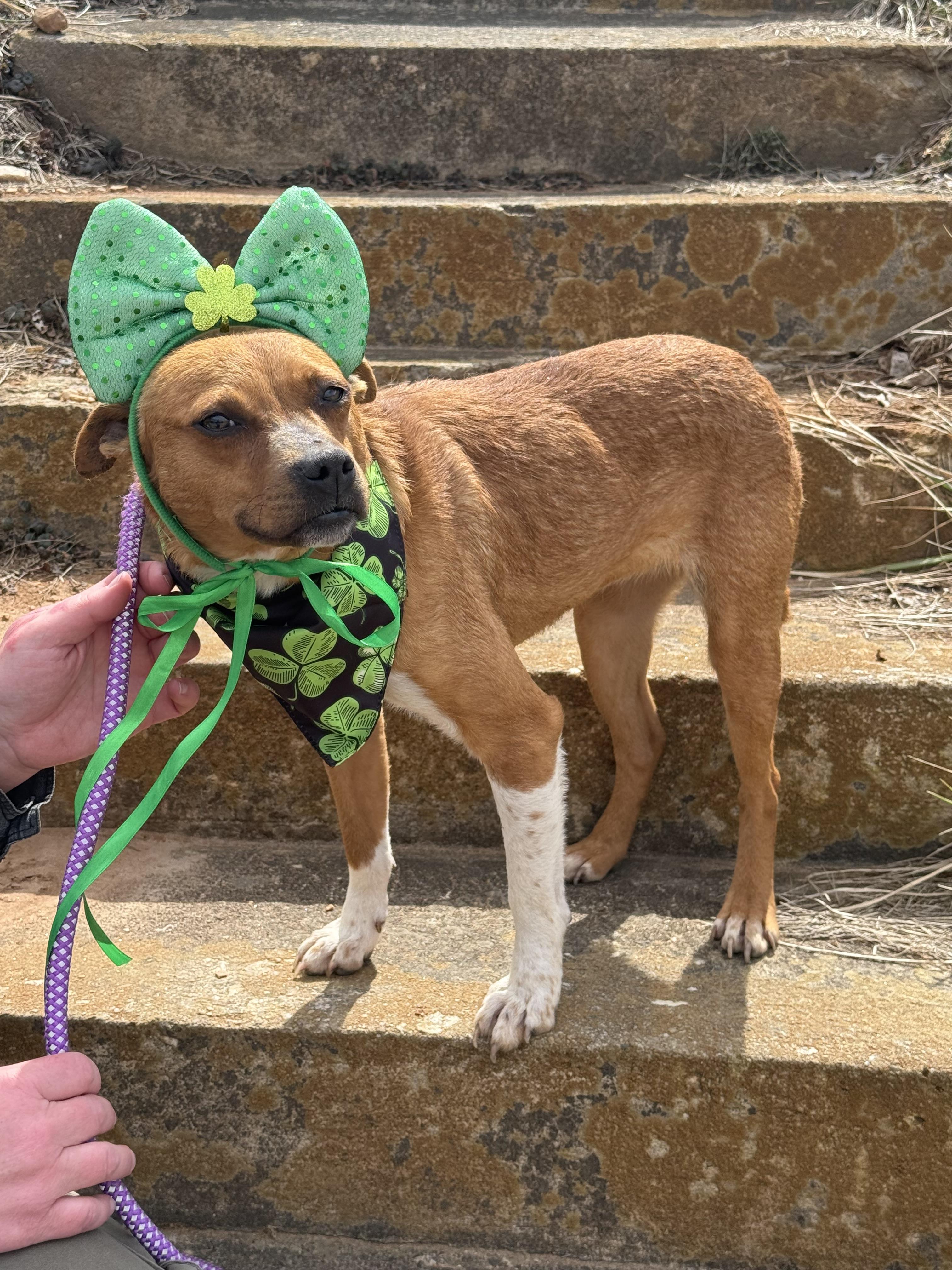 Enlarge Sally, a Adopted mixed breed in Sparta, NC image 2/3