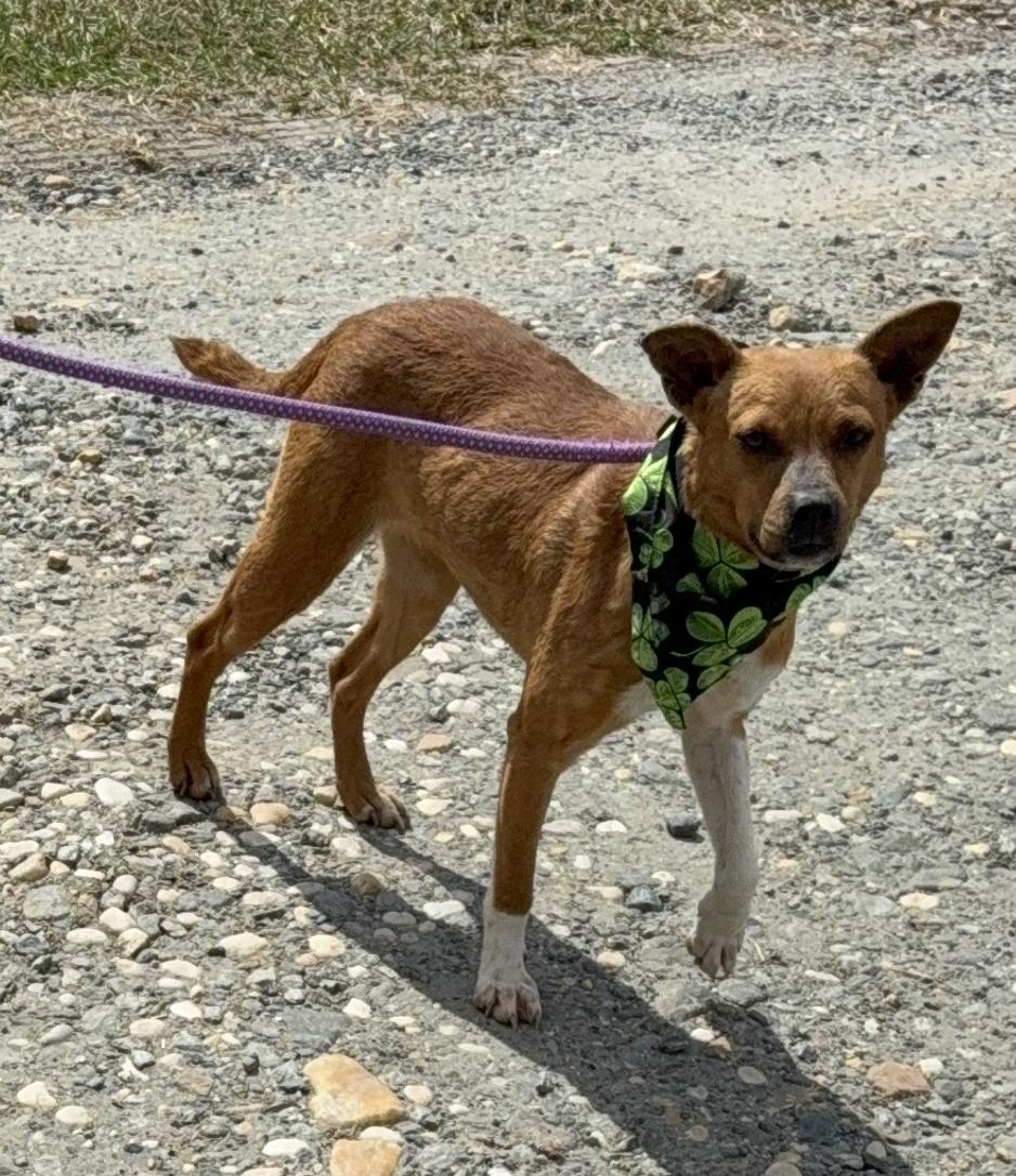 Sally, Adopted, Adult Female Jack Russell Terrier.