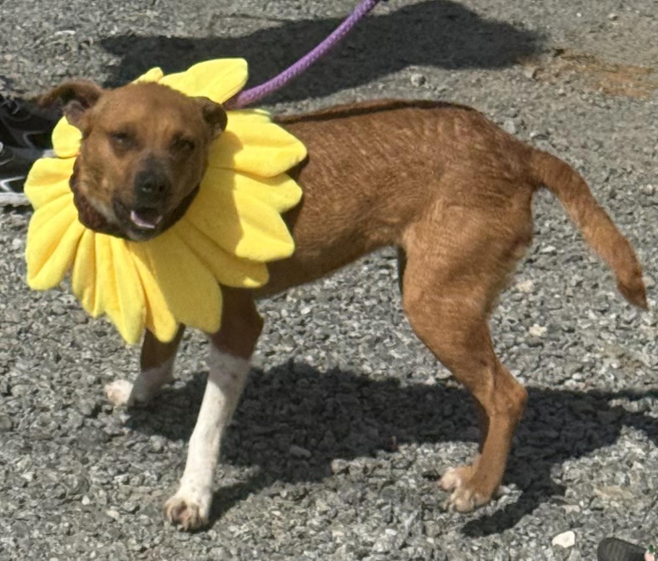 Enlarge Sally, a Adopted mixed breed in Sparta, NC image 3/3