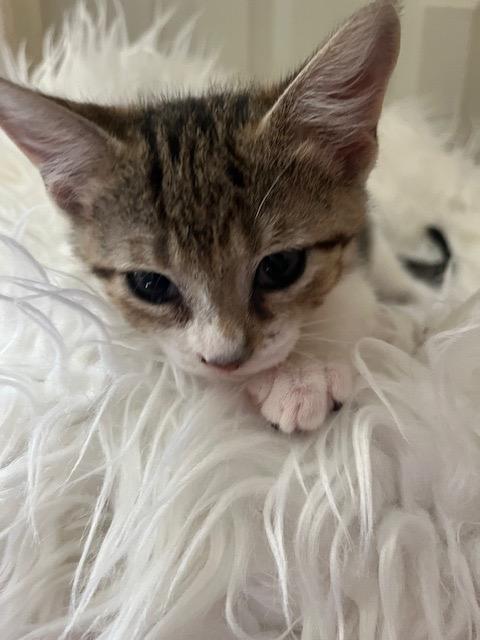 Goodness, Adoptable, Kitten Male Domestic Short Hair.