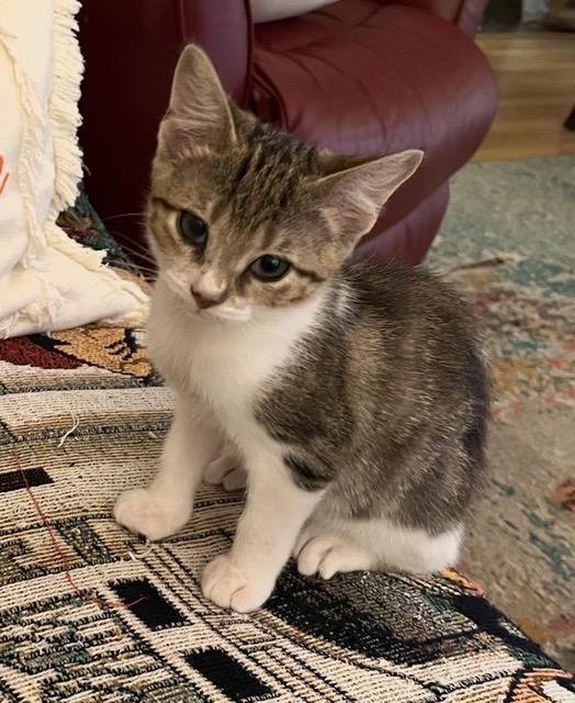 Goodness, a Adoptable mixed breed in Mustang, OK image 2/4