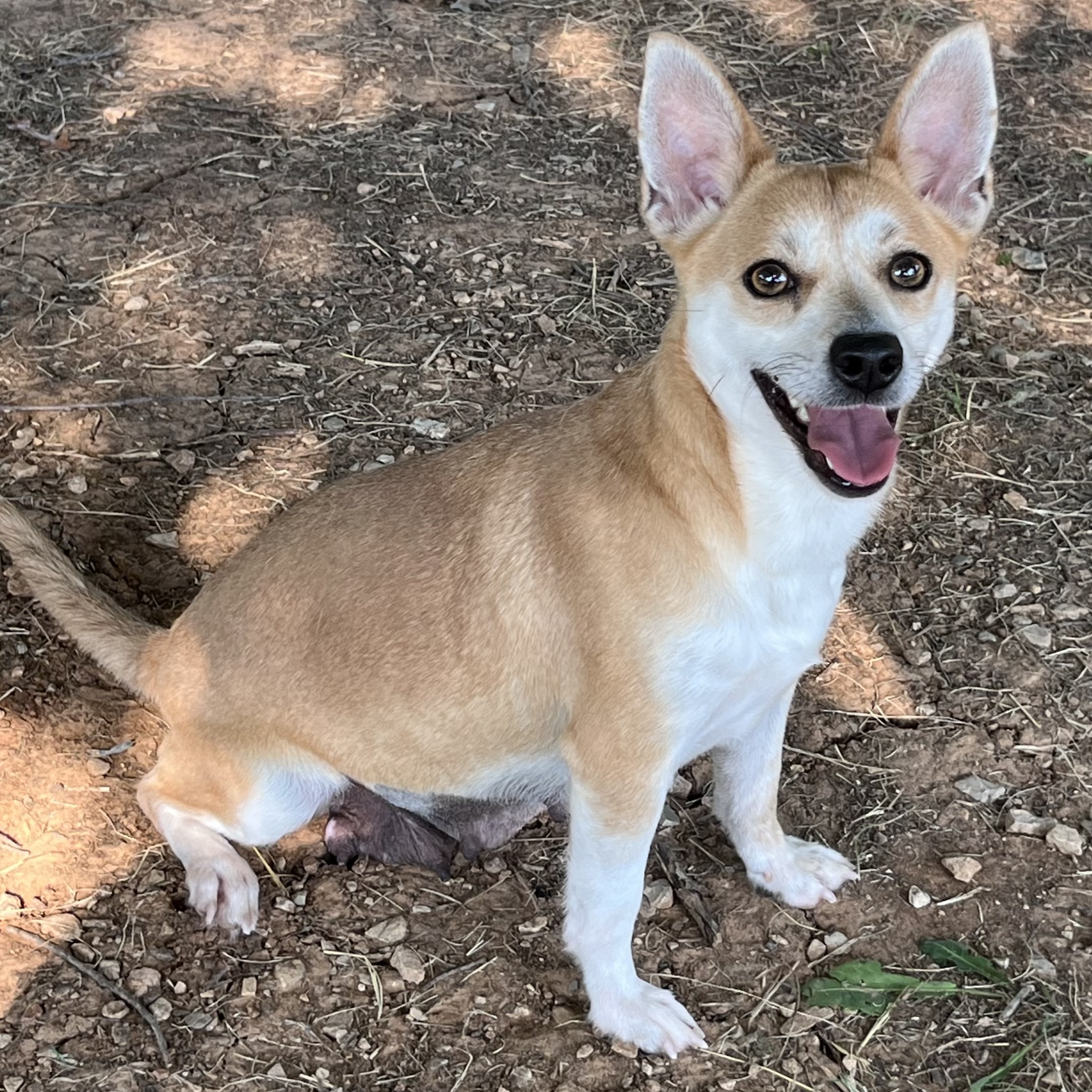 Dog for adoption Annie, a Chihuahua & Mix in Tishomingo, OK