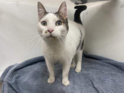 Enlarge David, a Adoptable Domestic Short Hair in Boulder, CO image 1/3