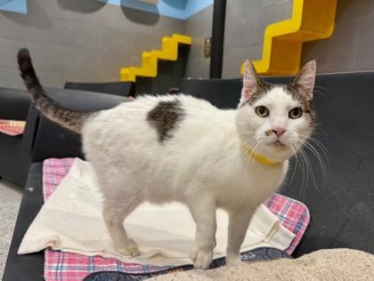 Enlarge David, a Adoptable Domestic Short Hair in Boulder, CO image 2/3