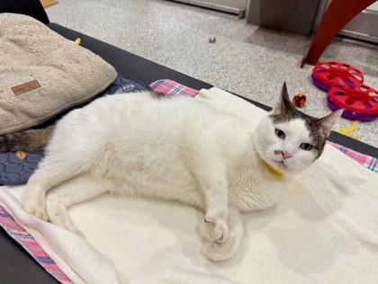 Enlarge David, a Adoptable Domestic Short Hair in Boulder, CO image 3/3