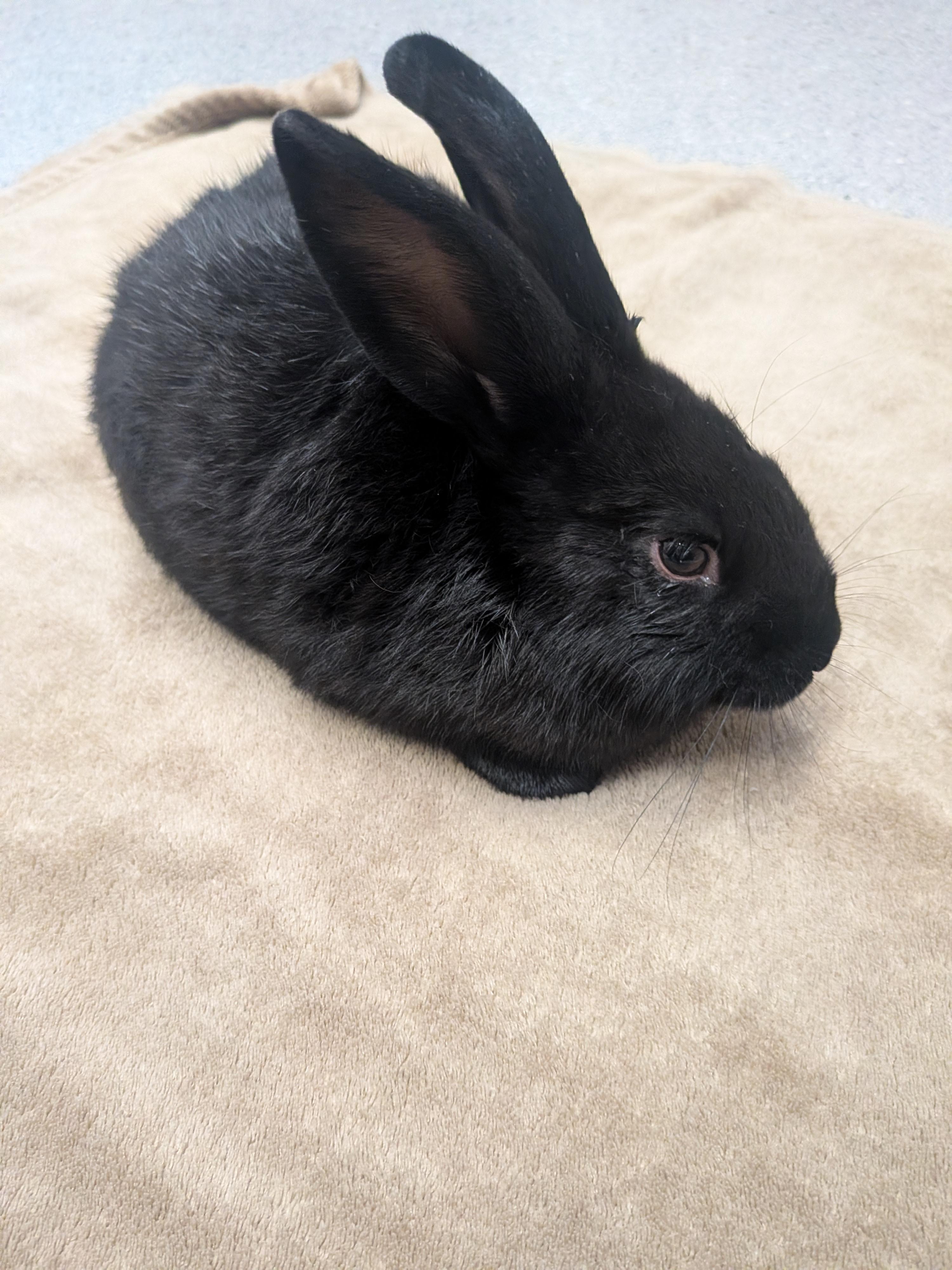 Benedict, a Adoptable mixed breed in Grand Rapids, MI image 2/3