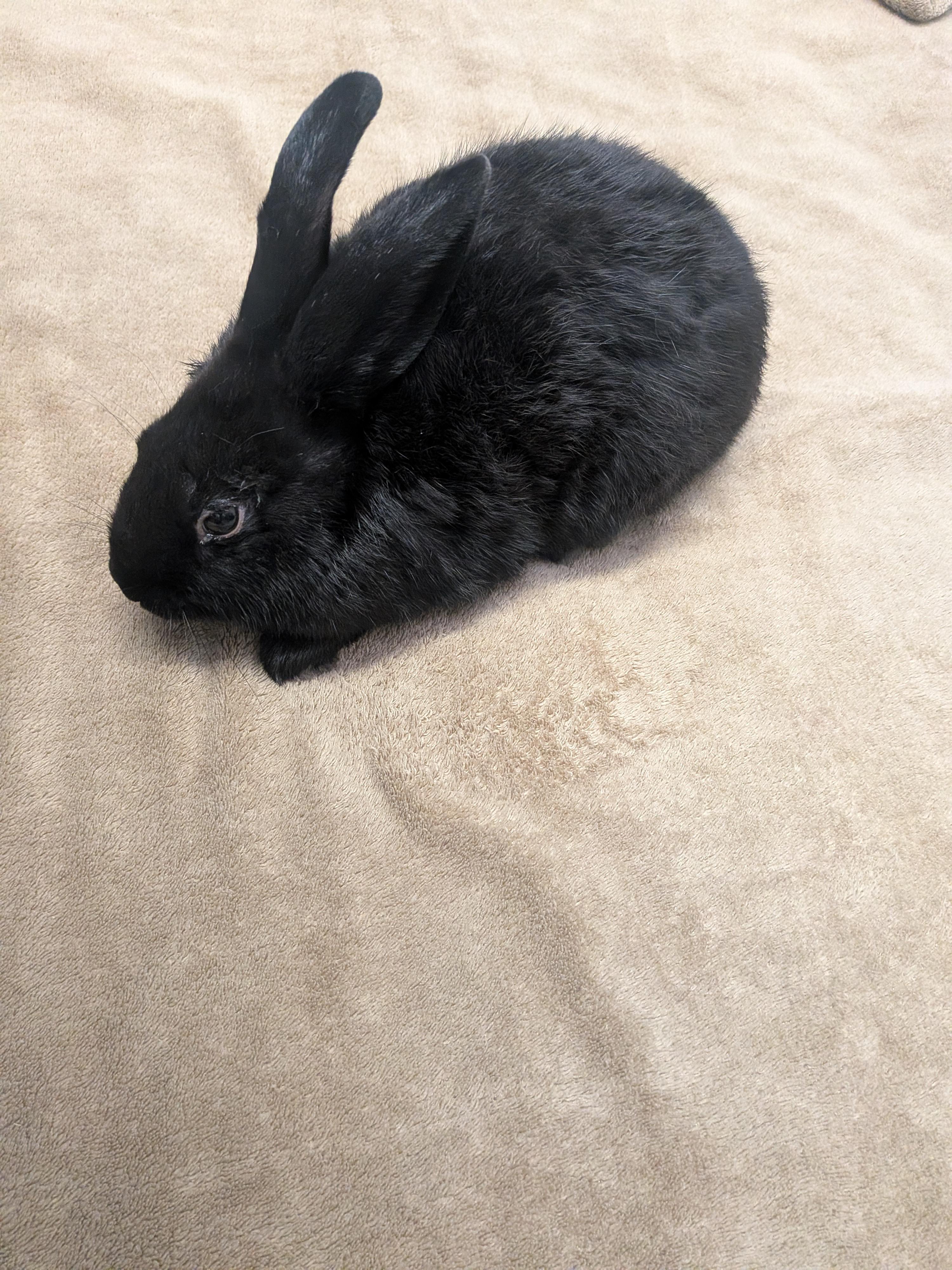 Benedict, a Adoptable mixed breed in Grand Rapids, MI image 3/3