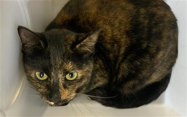 Enlarge LUNA, a Adoptable mixed breed in Visalia, CA image 1/1