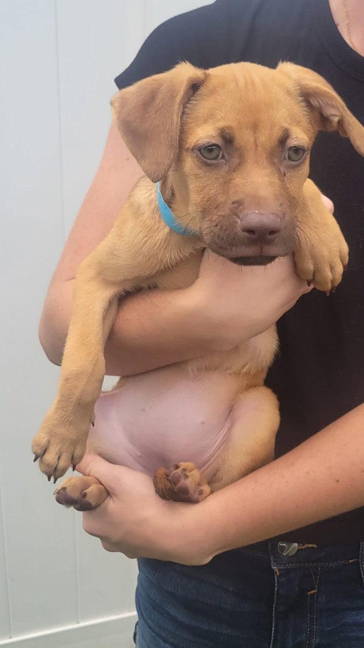 Isabella Pup - Lara, Adoptable, Puppy Female Dachshund & Labrador Retriever.