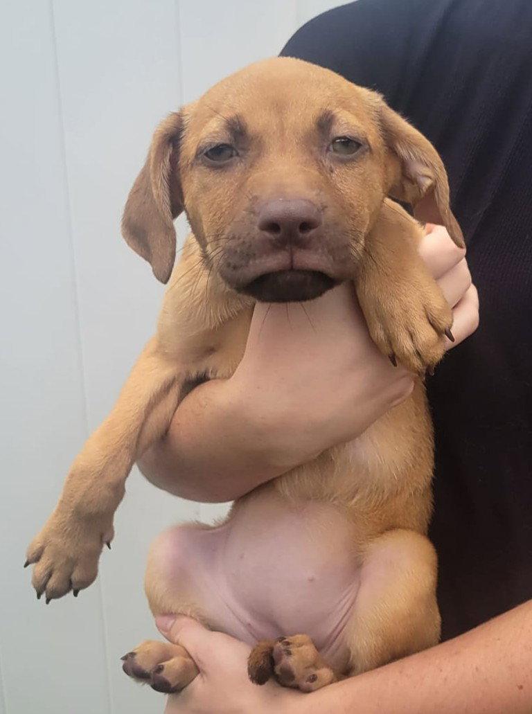 Isabella Pup - Lara, a Adoptable mixed breed in Pompano Beach, FL image 2/3