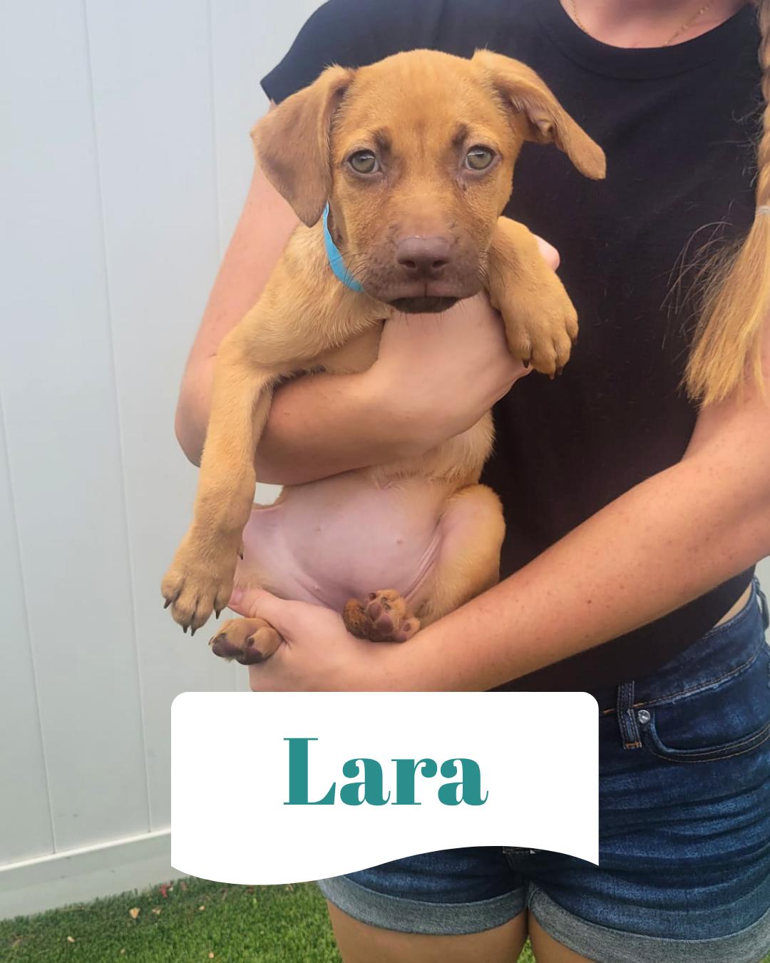 Isabella Pup - Lara, a Adoptable mixed breed in Pompano Beach, FL image 3/3
