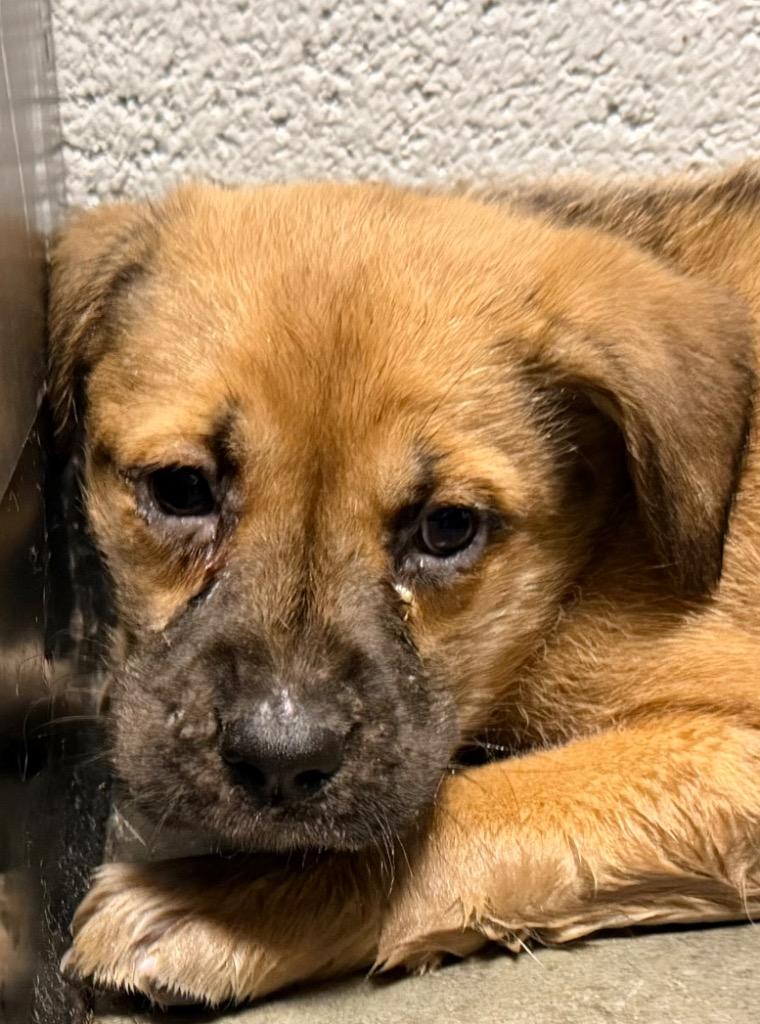 Frankie, Adoptable, Puppy Male Mixed Breed.